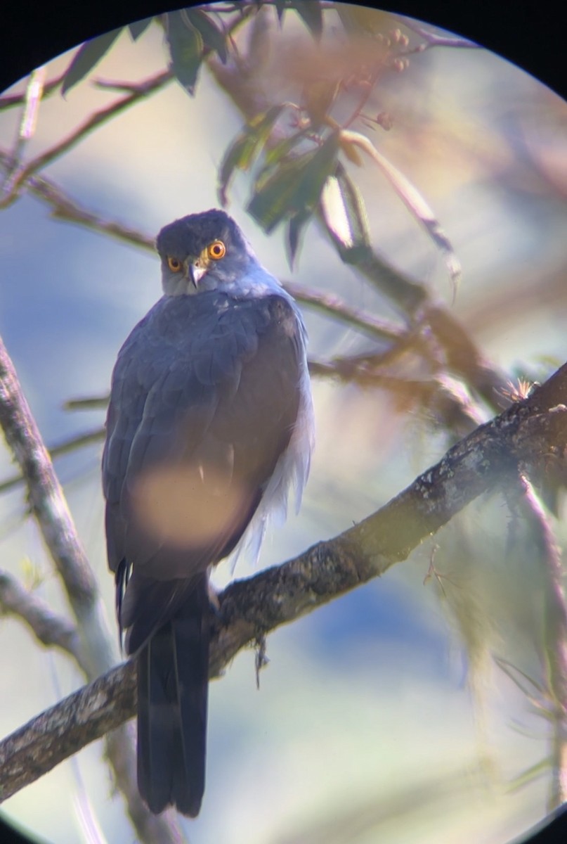 Bicolored Hawk - ML647579960