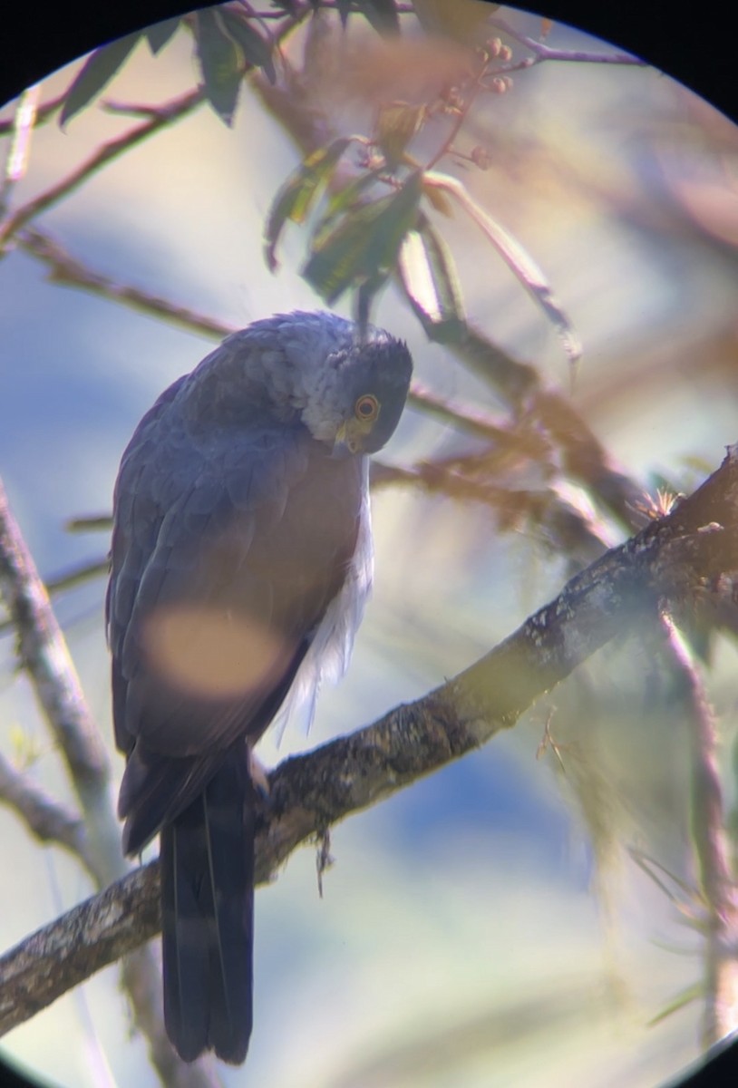 Bicolored Hawk - ML647579961