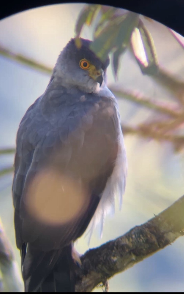 Bicolored Hawk - ML647579962