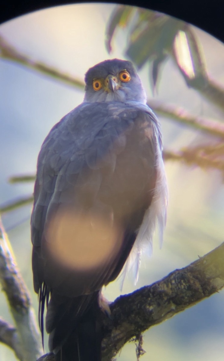 Bicolored Hawk - ML647579963