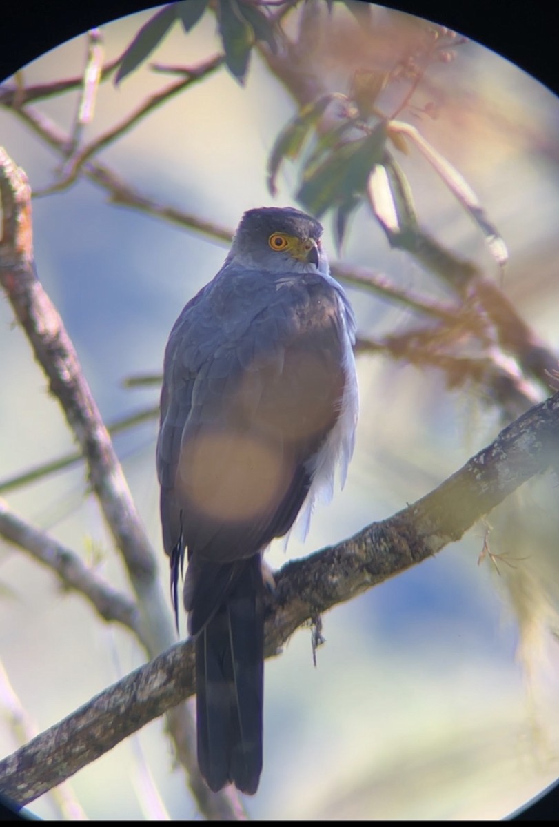 Bicolored Hawk - ML647579964