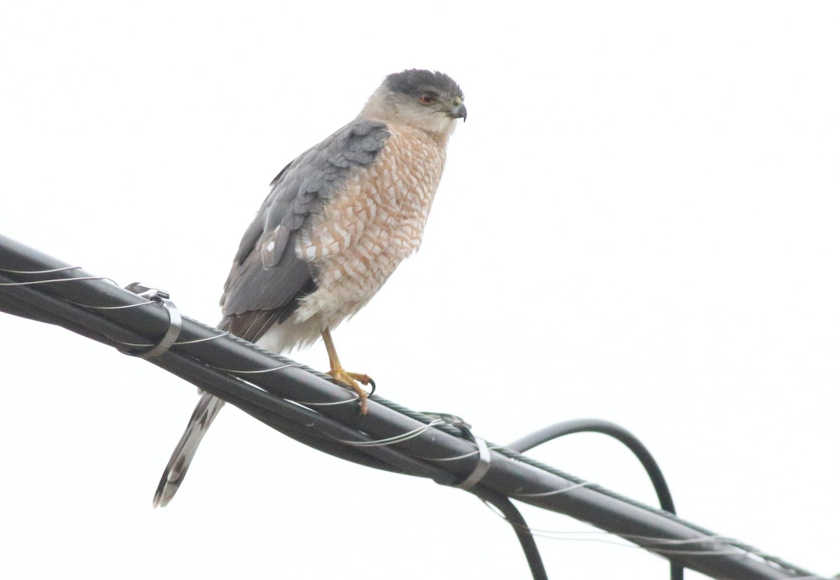 クーパーハイタカ - ML647579973