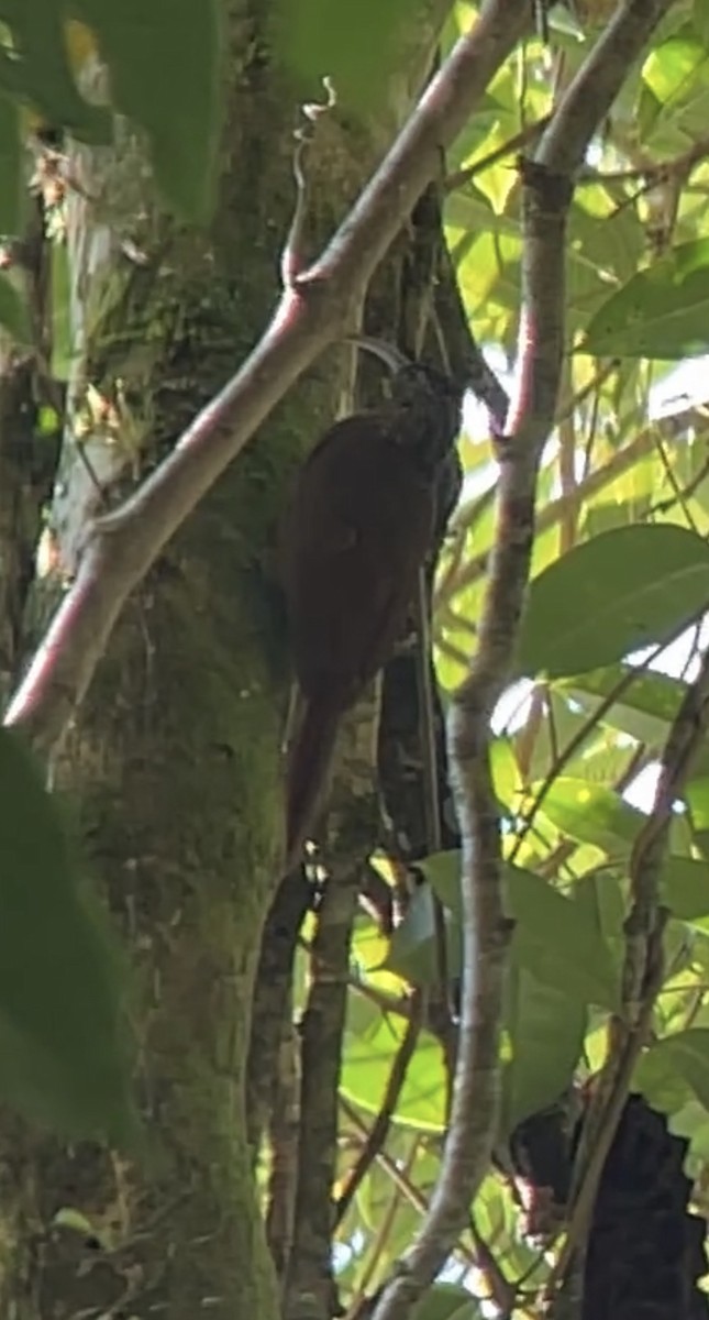 Brown-billed Scythebill - ML647579974