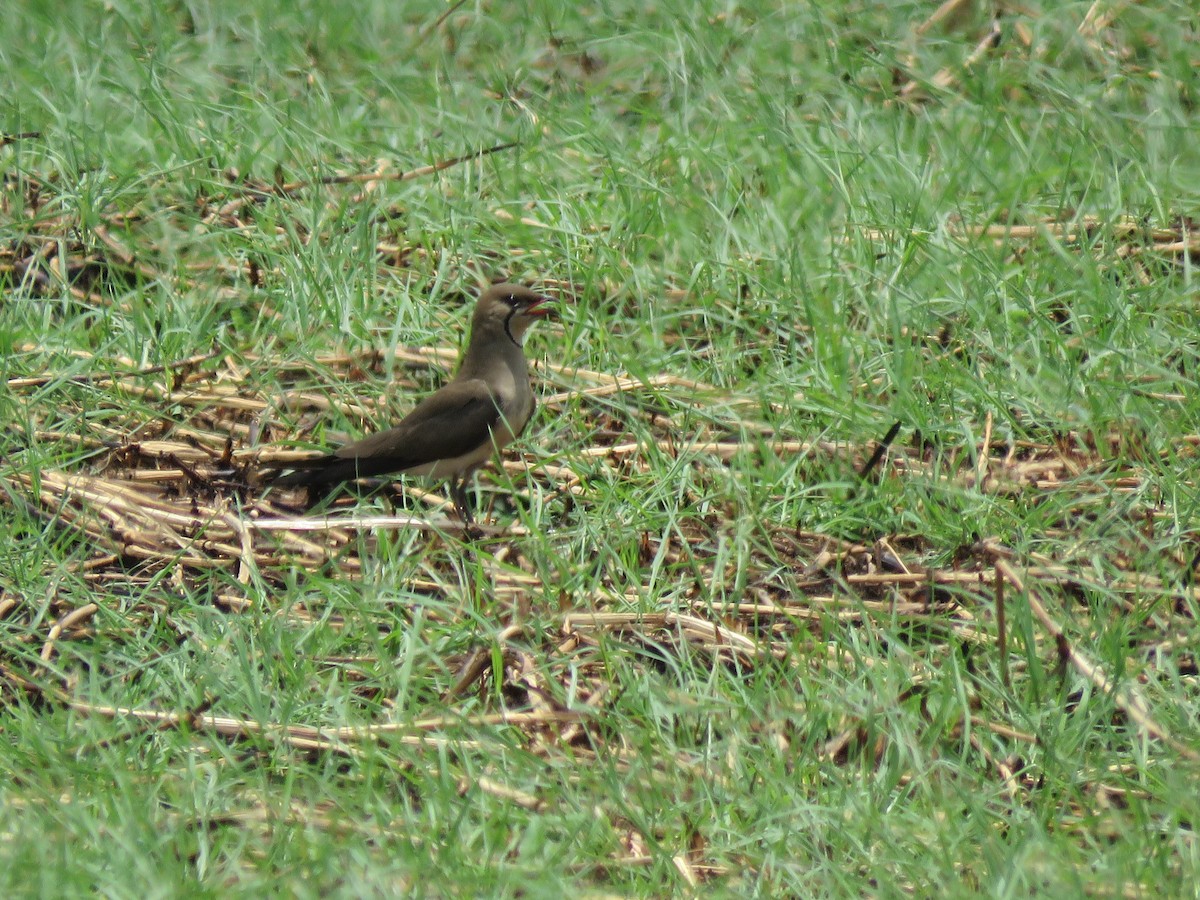 Collared Pratincole - ML647579985