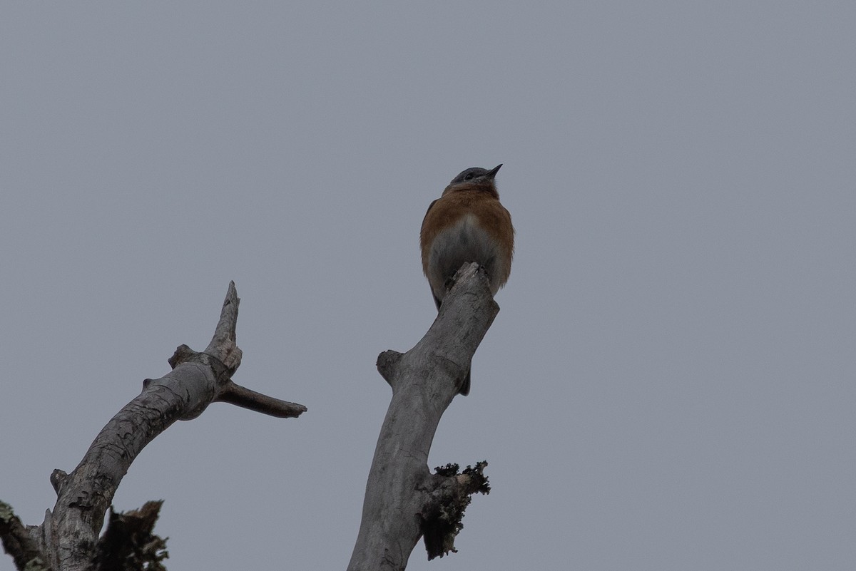 Eastern Bluebird - ML647579986