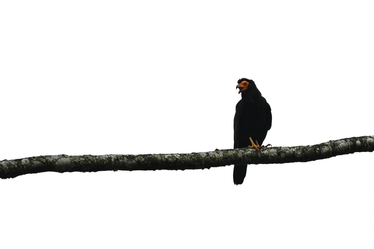 Siyah Karakara - ML647579987