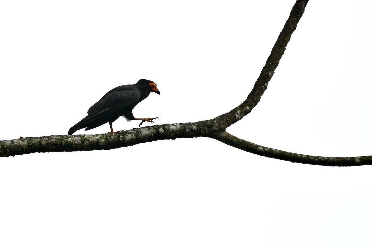 Siyah Karakara - ML647579988