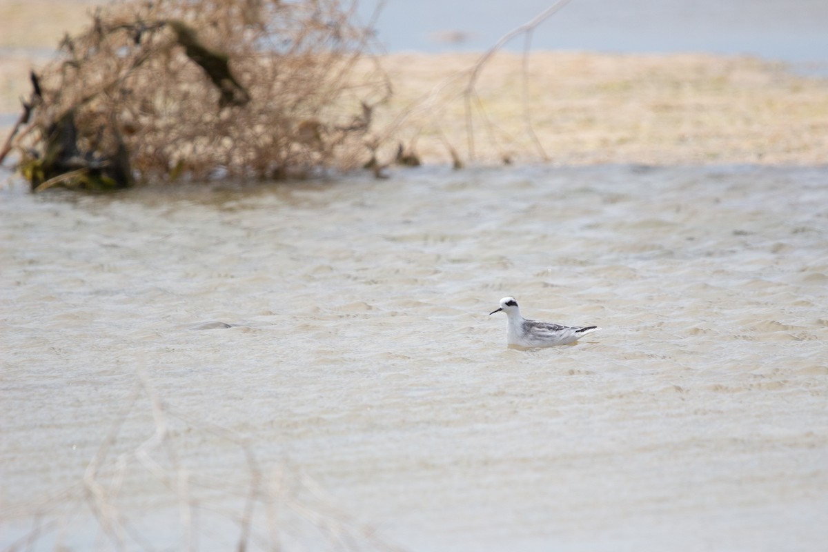 Red-necked Phalarope - ML647580000