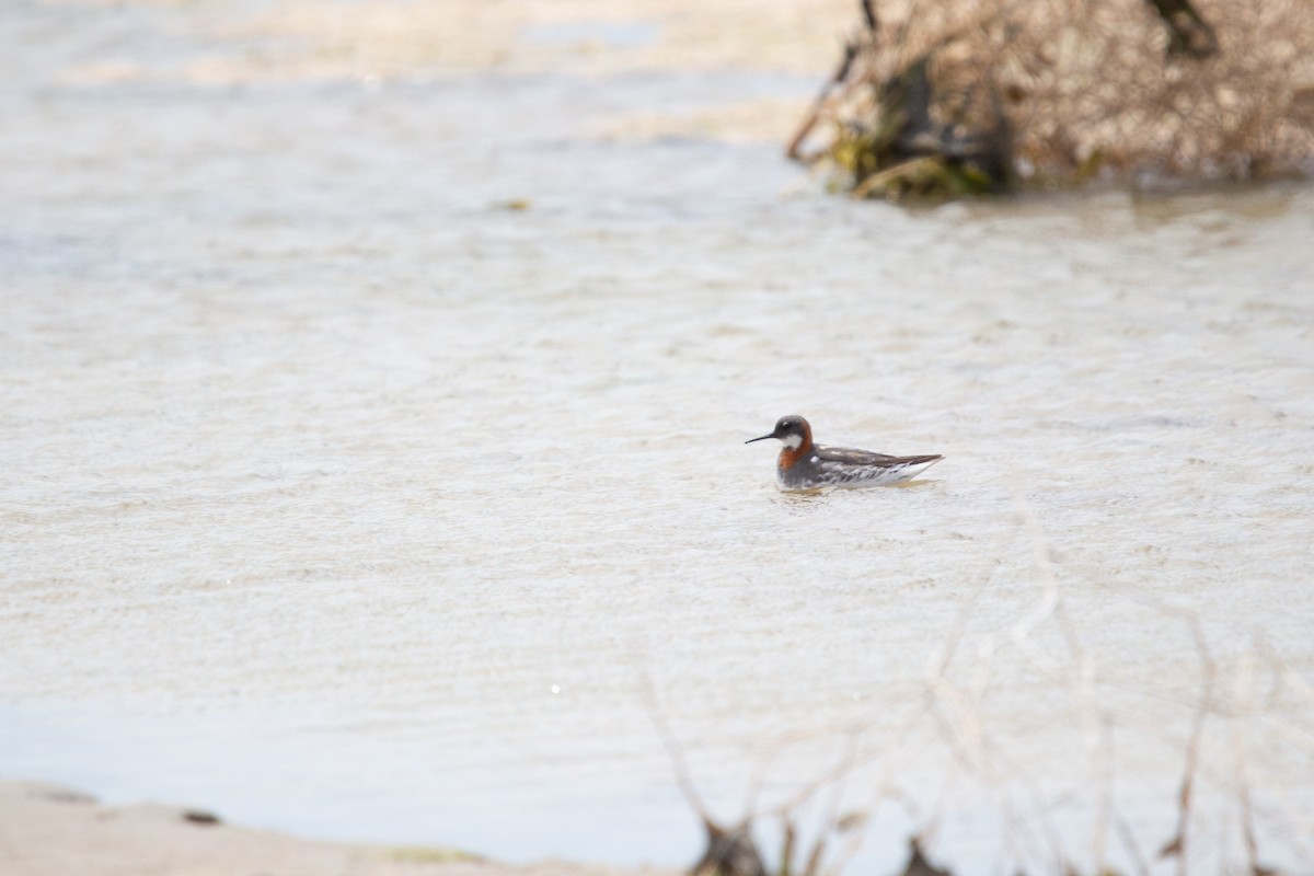 Red-necked Phalarope - ML647580004