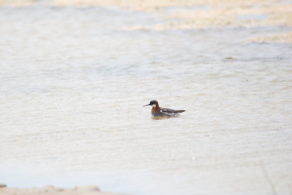 Red-necked Phalarope - ML647580007