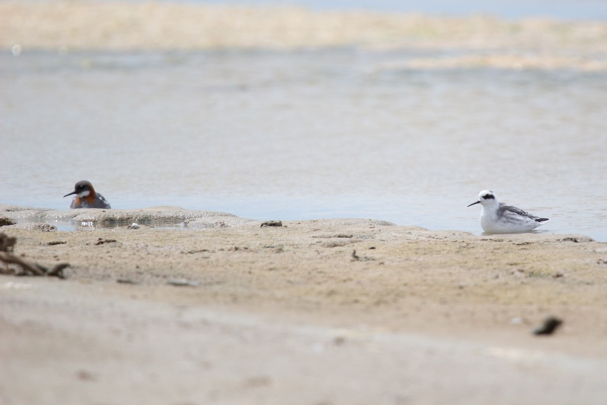 Red-necked Phalarope - ML647580012