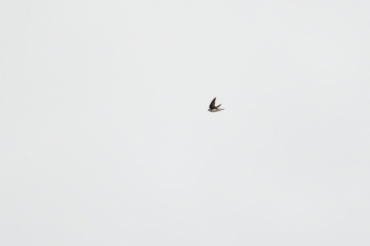 灰沙燕 - ML647580016