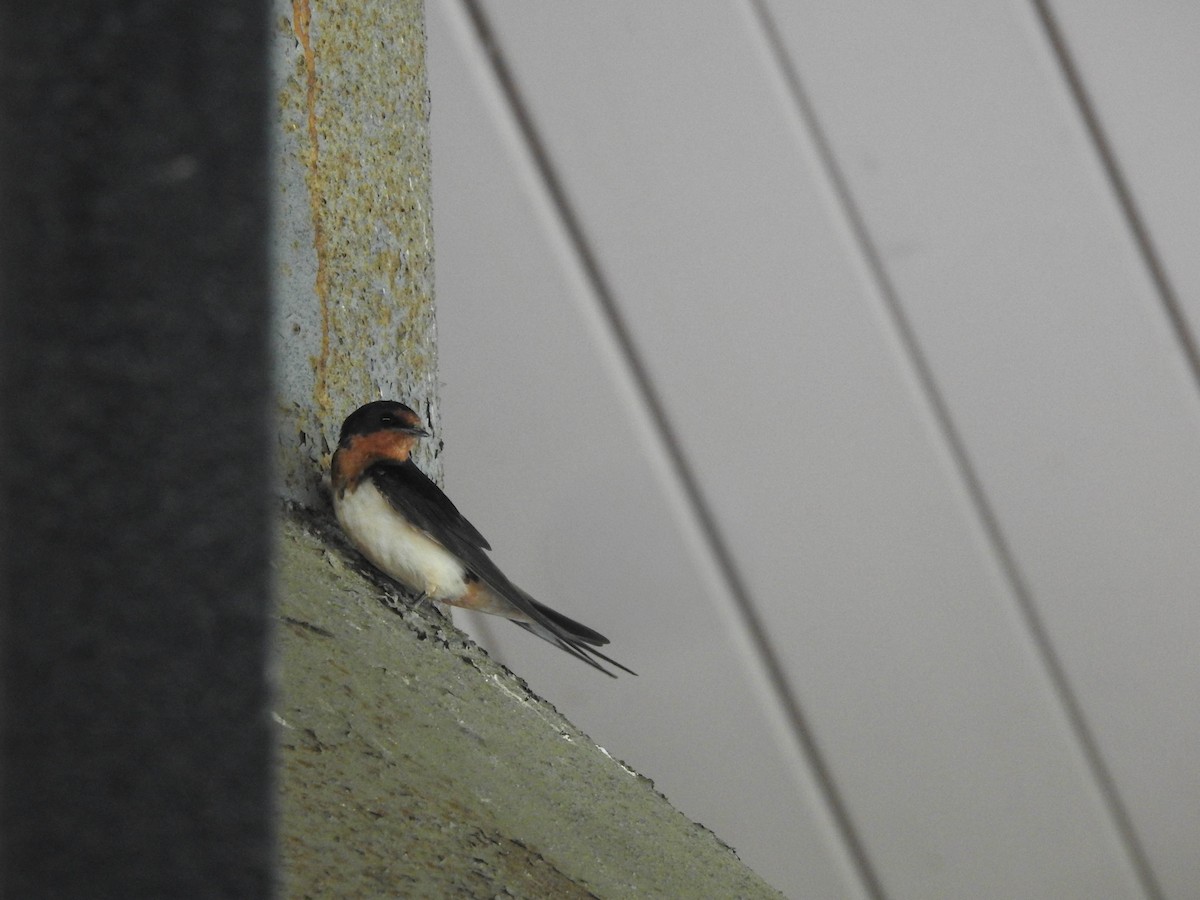 Ластівка сільська - ML647580031