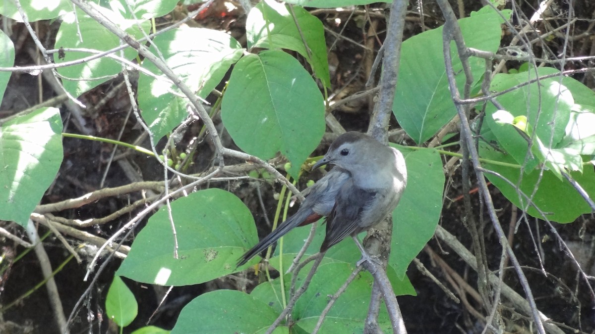 Gray Catbird - ML647580047