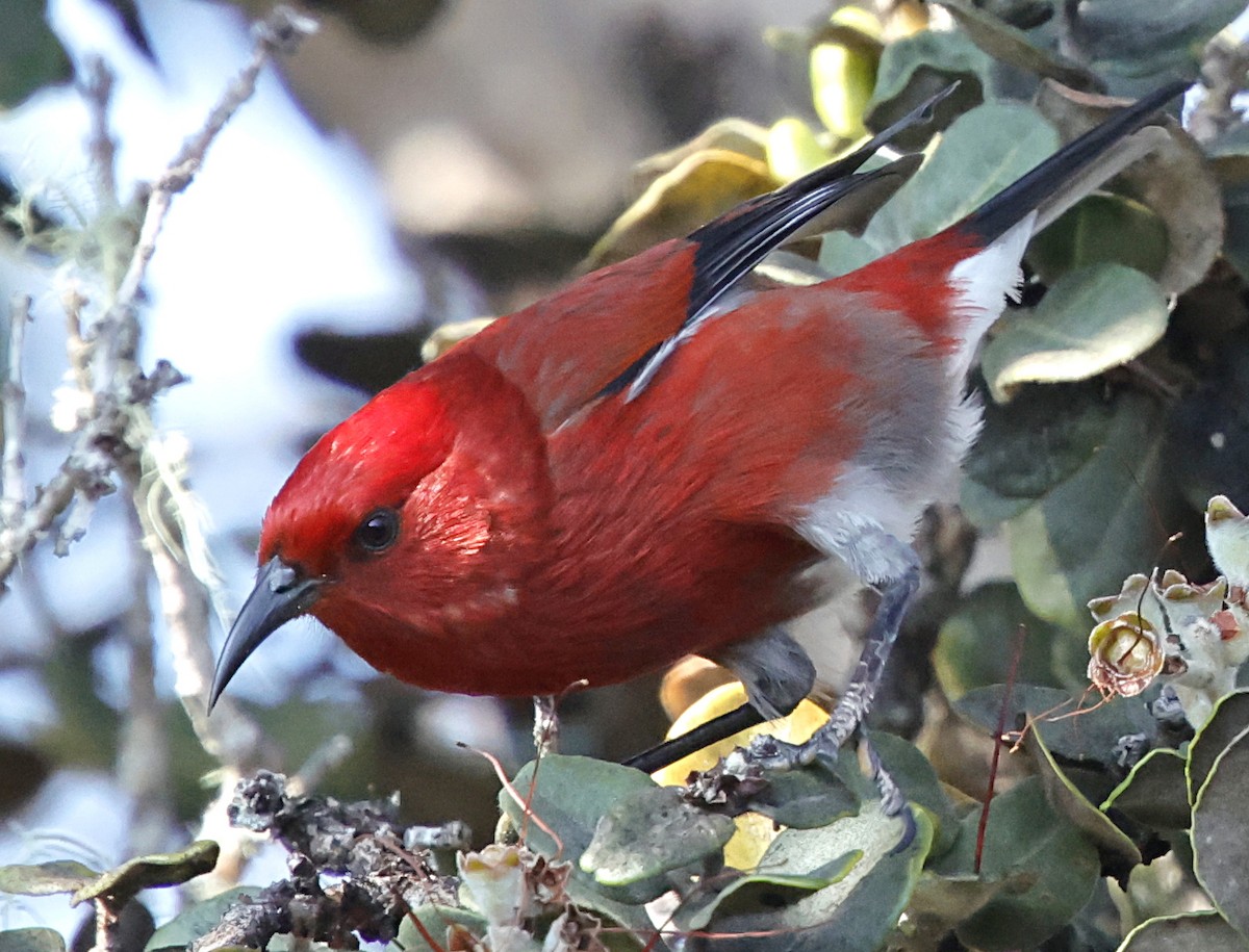 šatovník karmínový - ML647580058