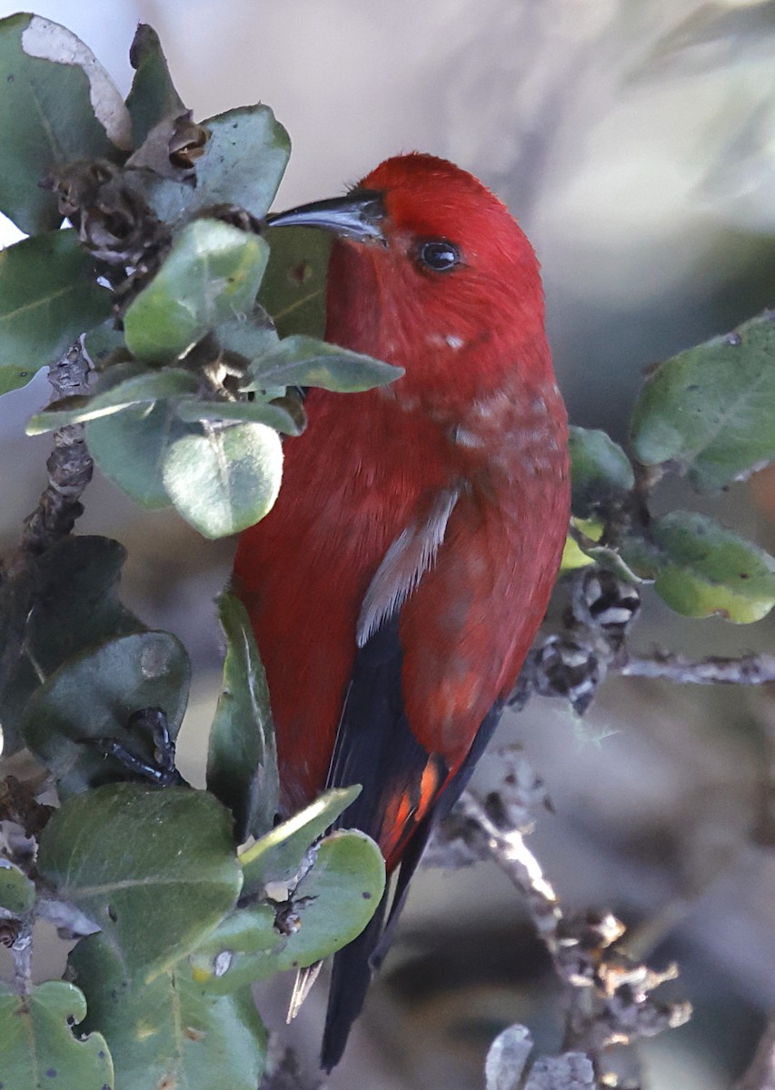 šatovník karmínový - ML647580059