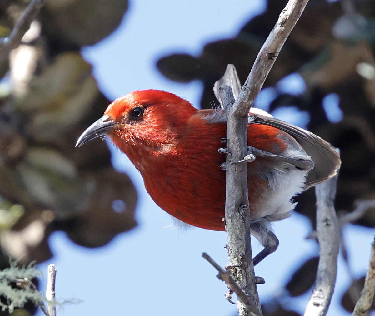 šatovník karmínový - ML647580060
