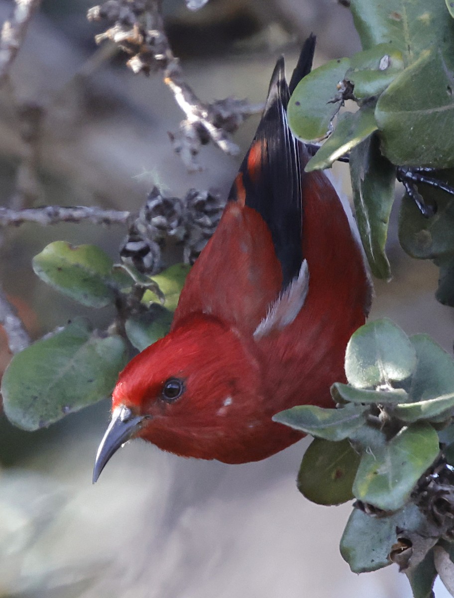 šatovník karmínový - ML647580061