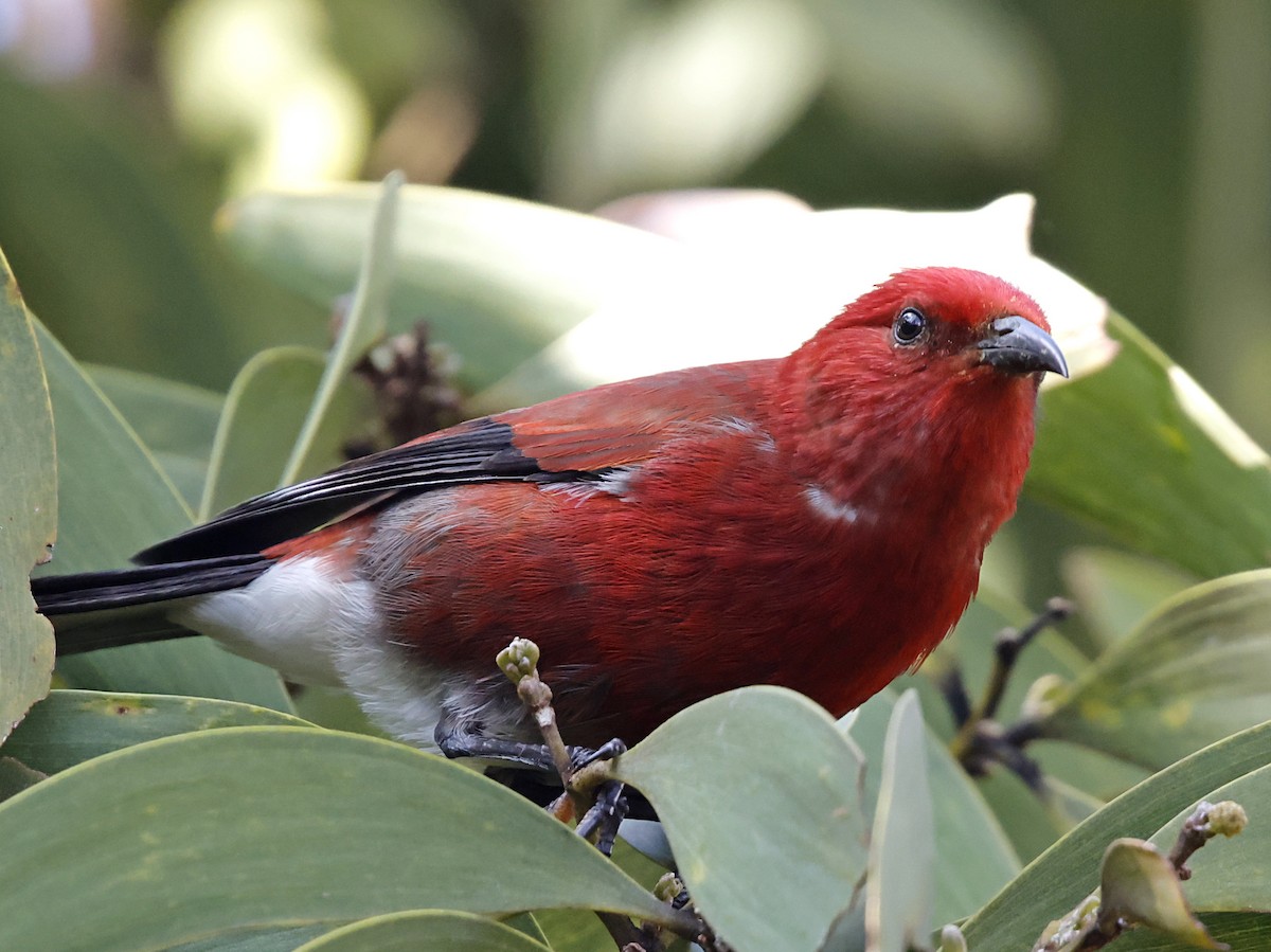 šatovník karmínový - ML647580062