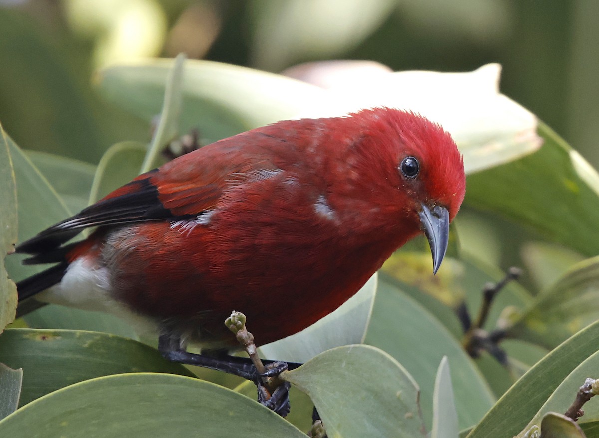 šatovník karmínový - ML647580063