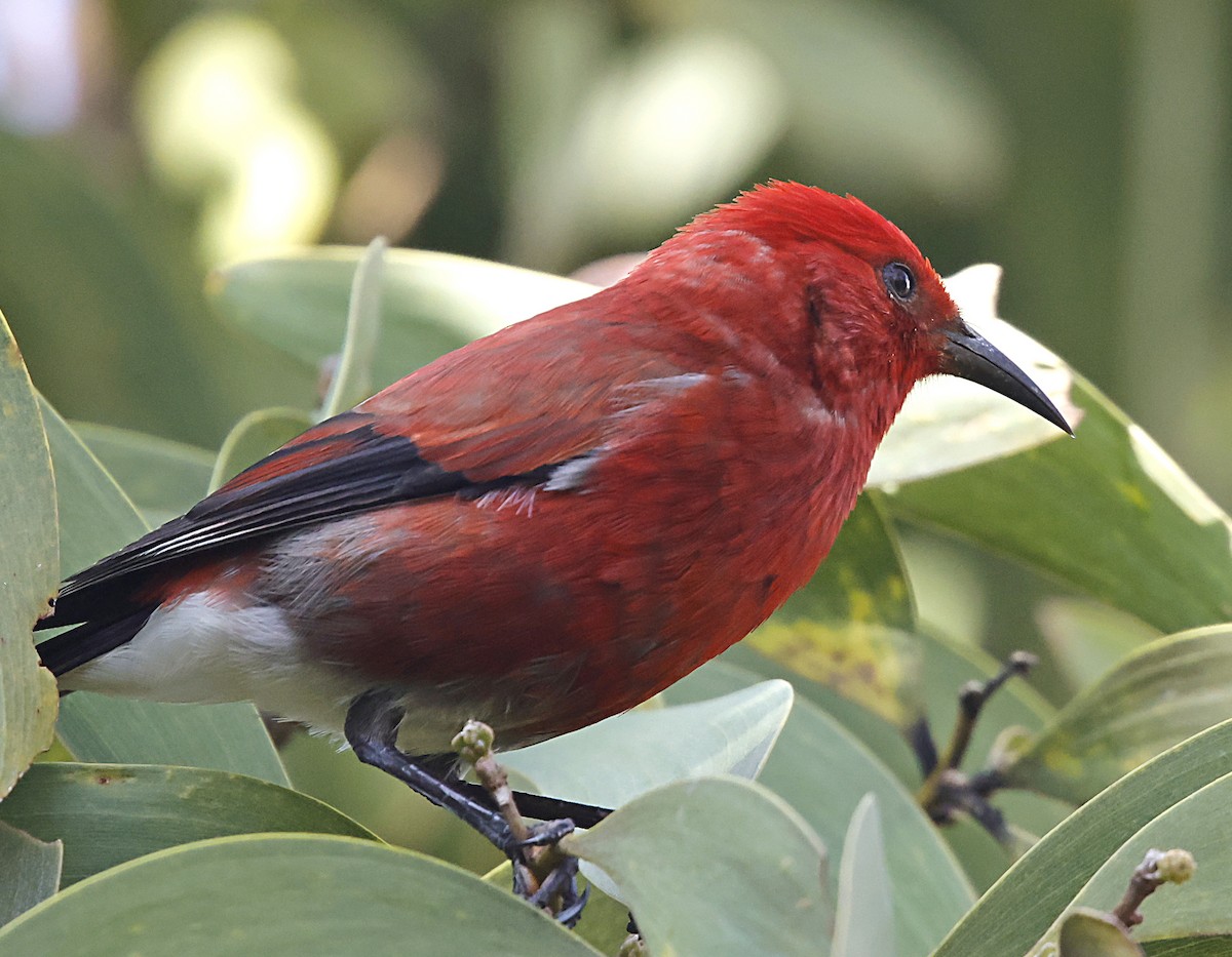 šatovník karmínový - ML647580064