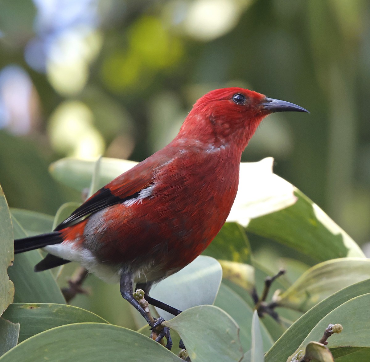 šatovník karmínový - ML647580066