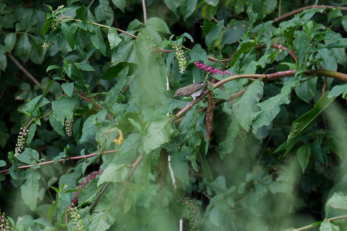 Fauvette des jardins - ML647580105