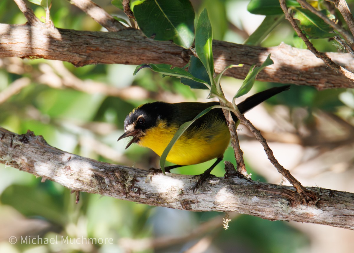 Gelbkronen-Waldsänger - ML647580112