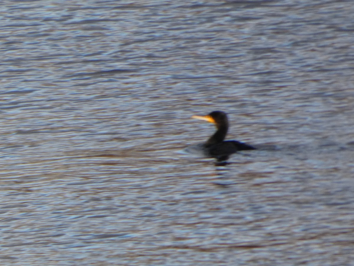 kormorán velký - ML647580117