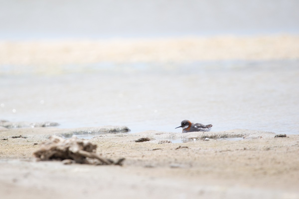 Red-necked Phalarope - ML647580124