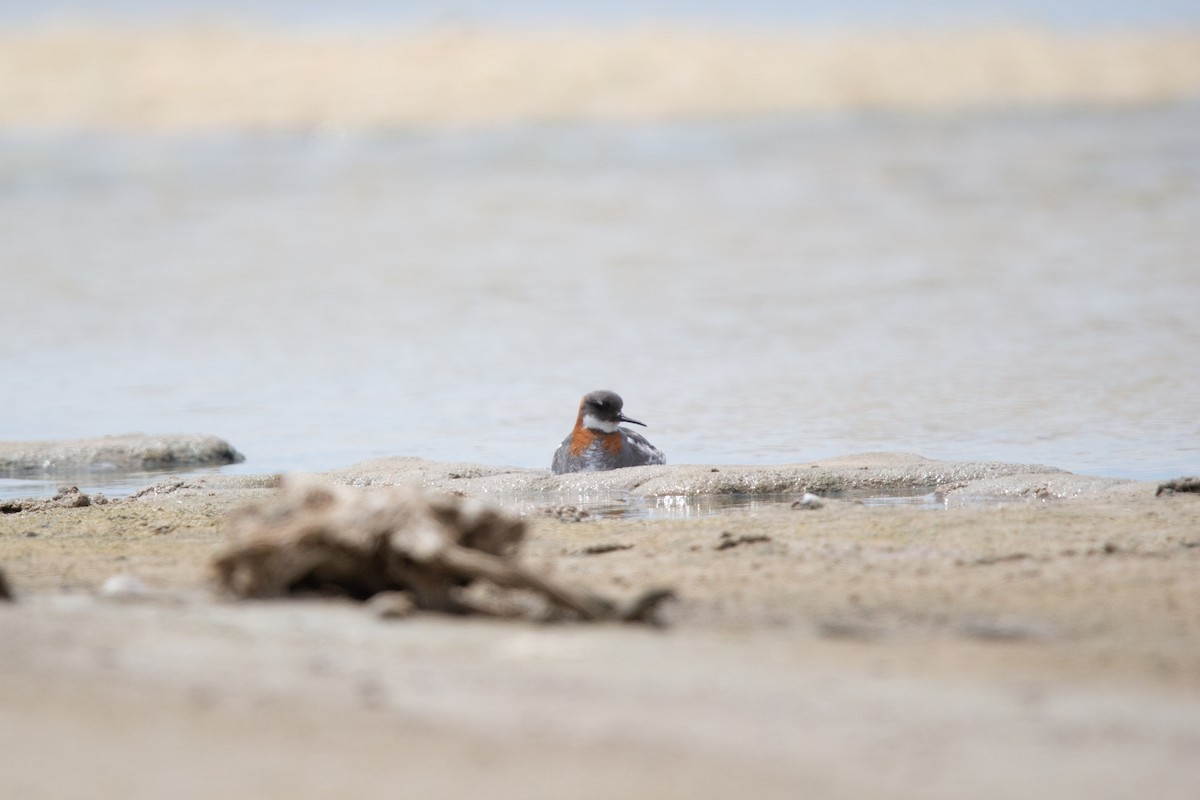 Red-necked Phalarope - ML647580126