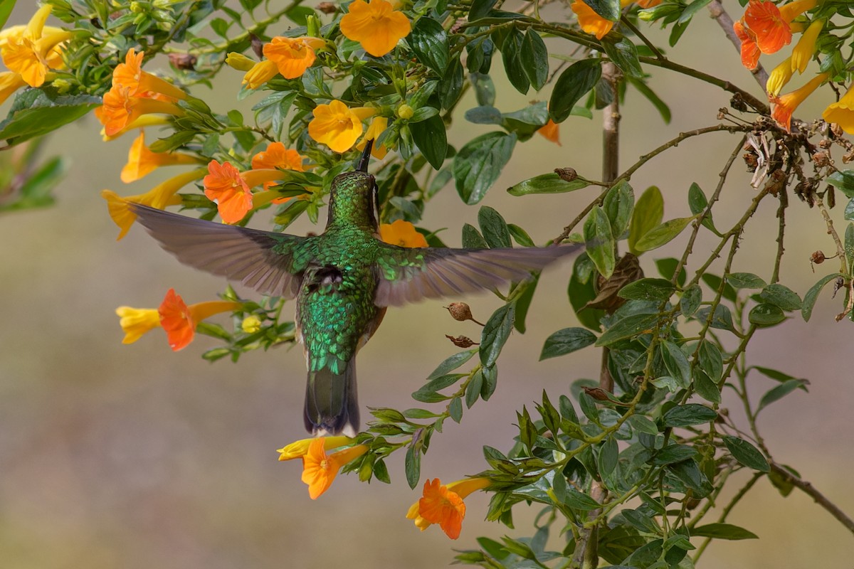 White-throated Mountain-gem - ML647580127