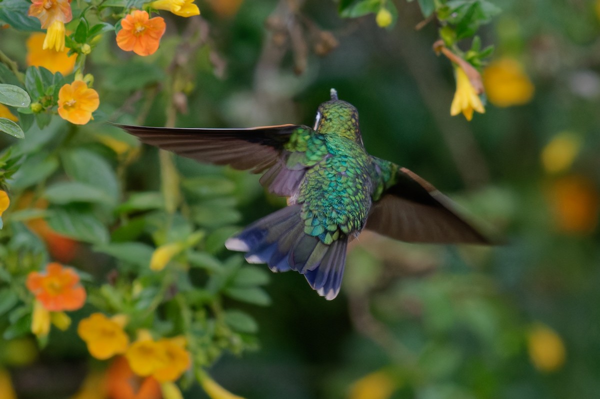 White-throated Mountain-gem - ML647580128