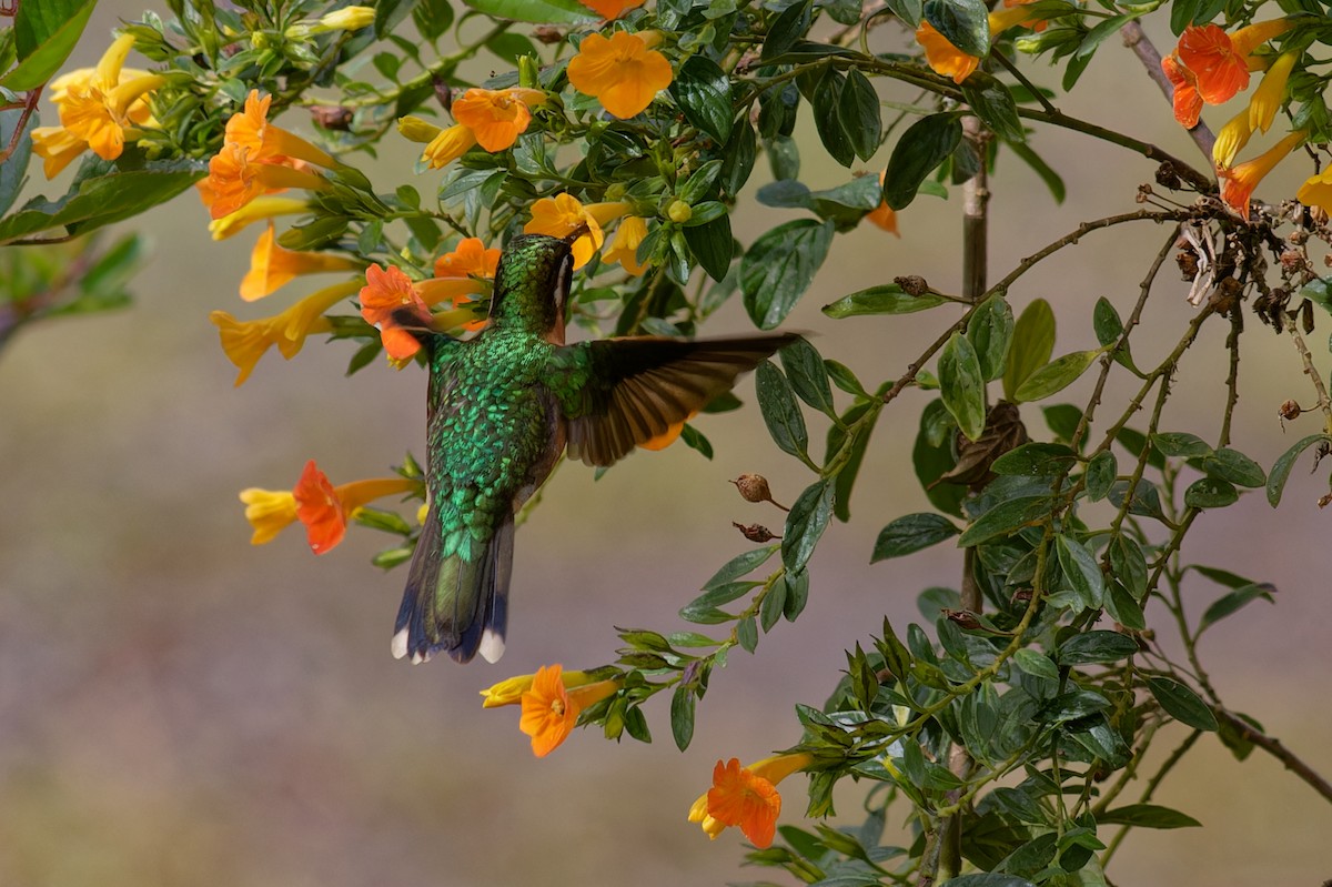 White-throated Mountain-gem - ML647580129