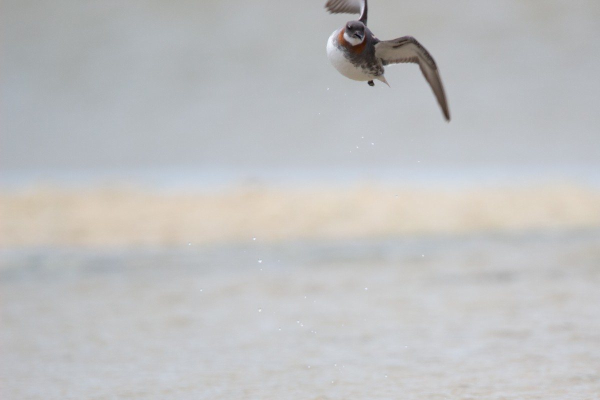 Red-necked Phalarope - ML647580132
