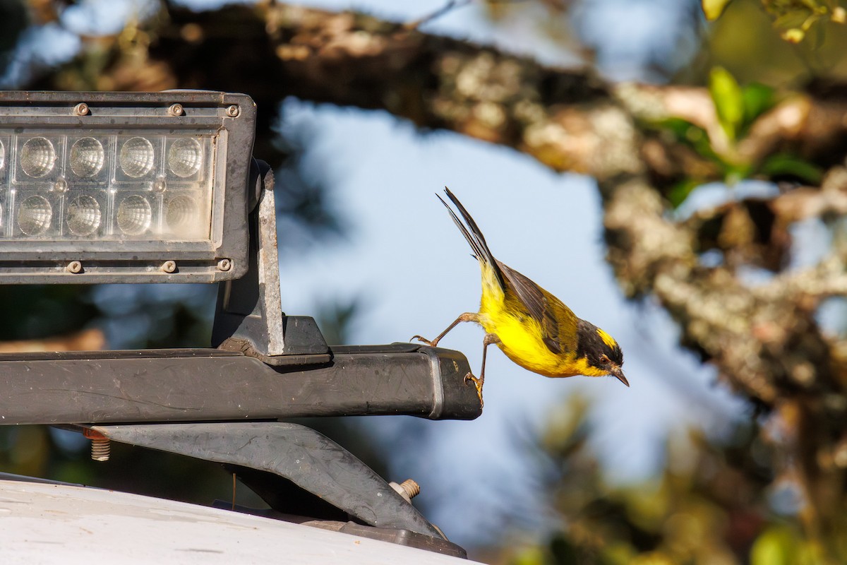 Gelbkronen-Waldsänger - ML647580143