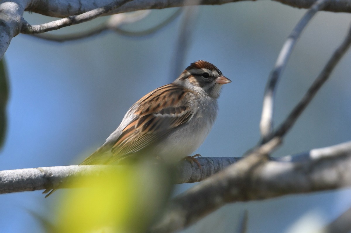 Chipping Sparrow - ML647580202