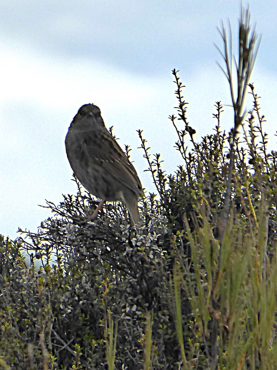 Accenteur mouchet - ML647580219