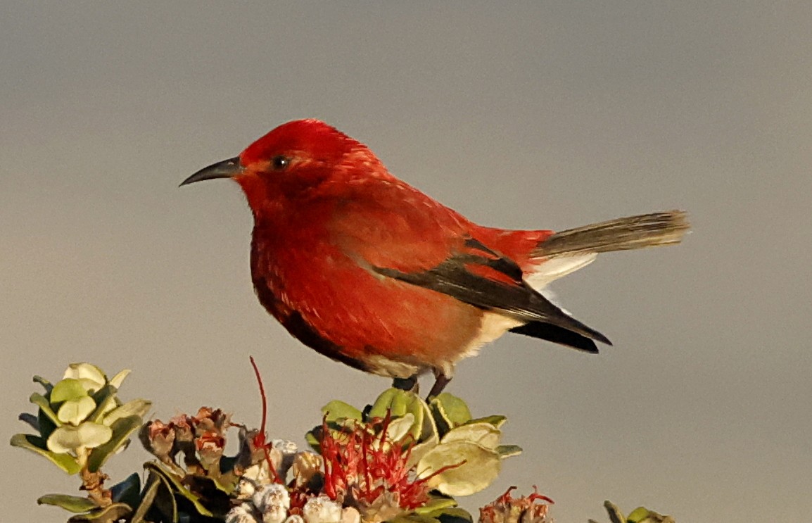 šatovník karmínový - ML647580229