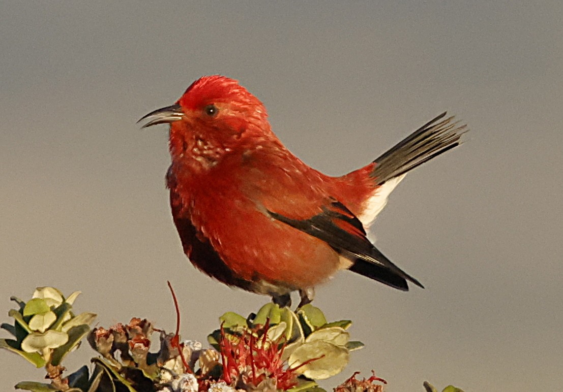 šatovník karmínový - ML647580231