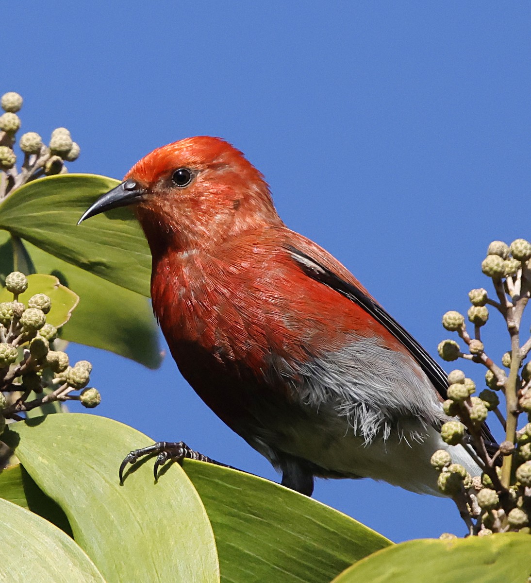 šatovník karmínový - ML647580232