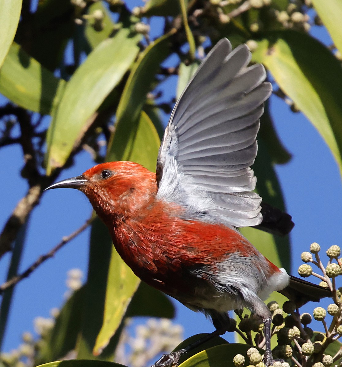 šatovník karmínový - ML647580233