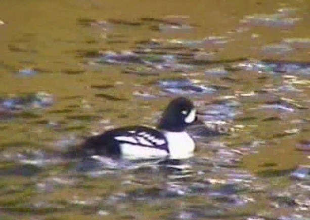Barrow's Goldeneye - ML647580244