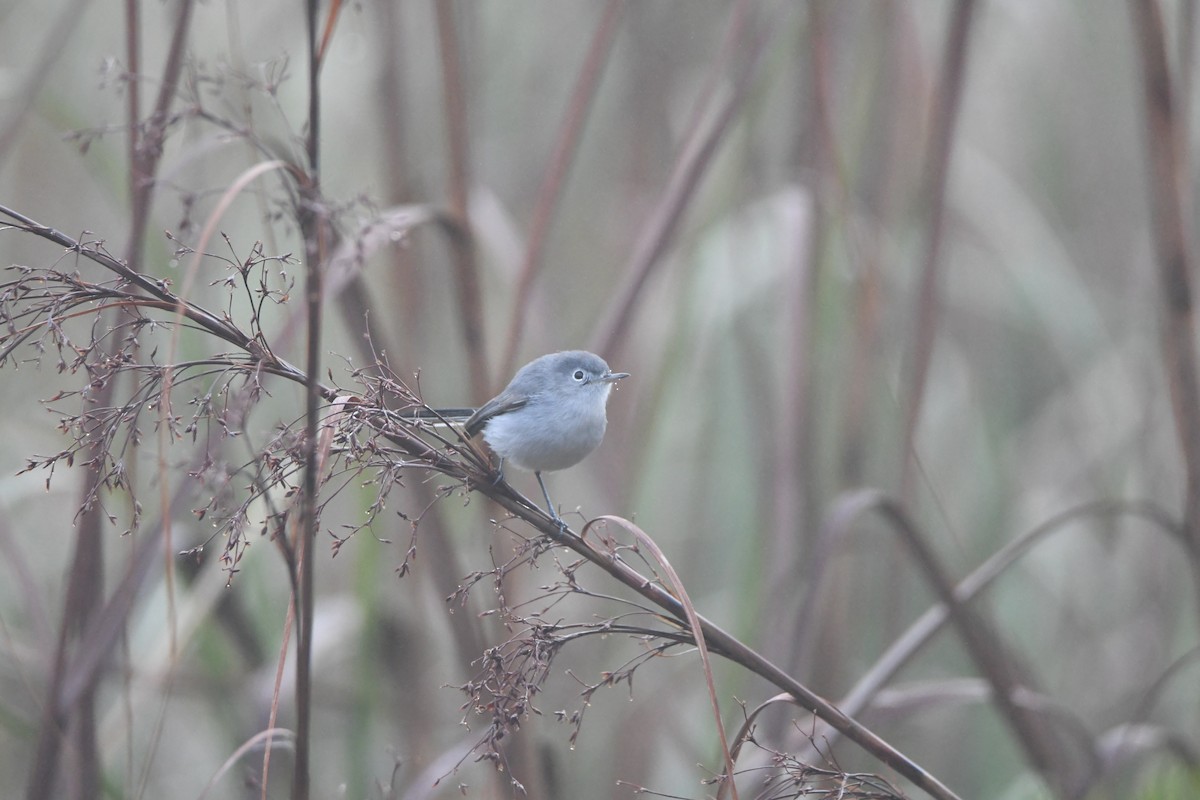 Комароловка сиза - ML647580248