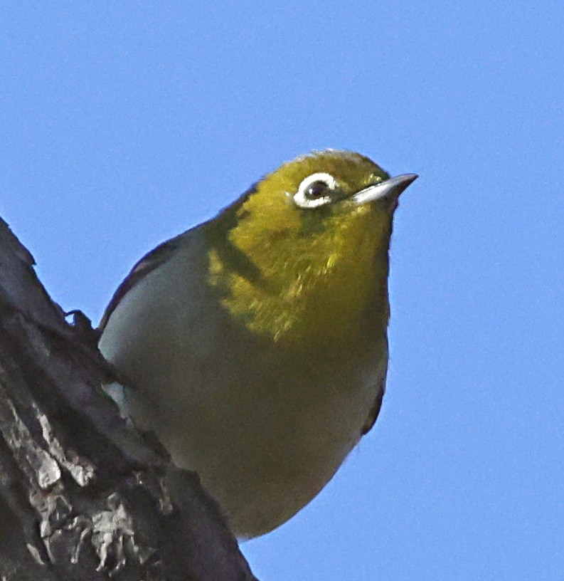 Warbling White-eye - ML647580249