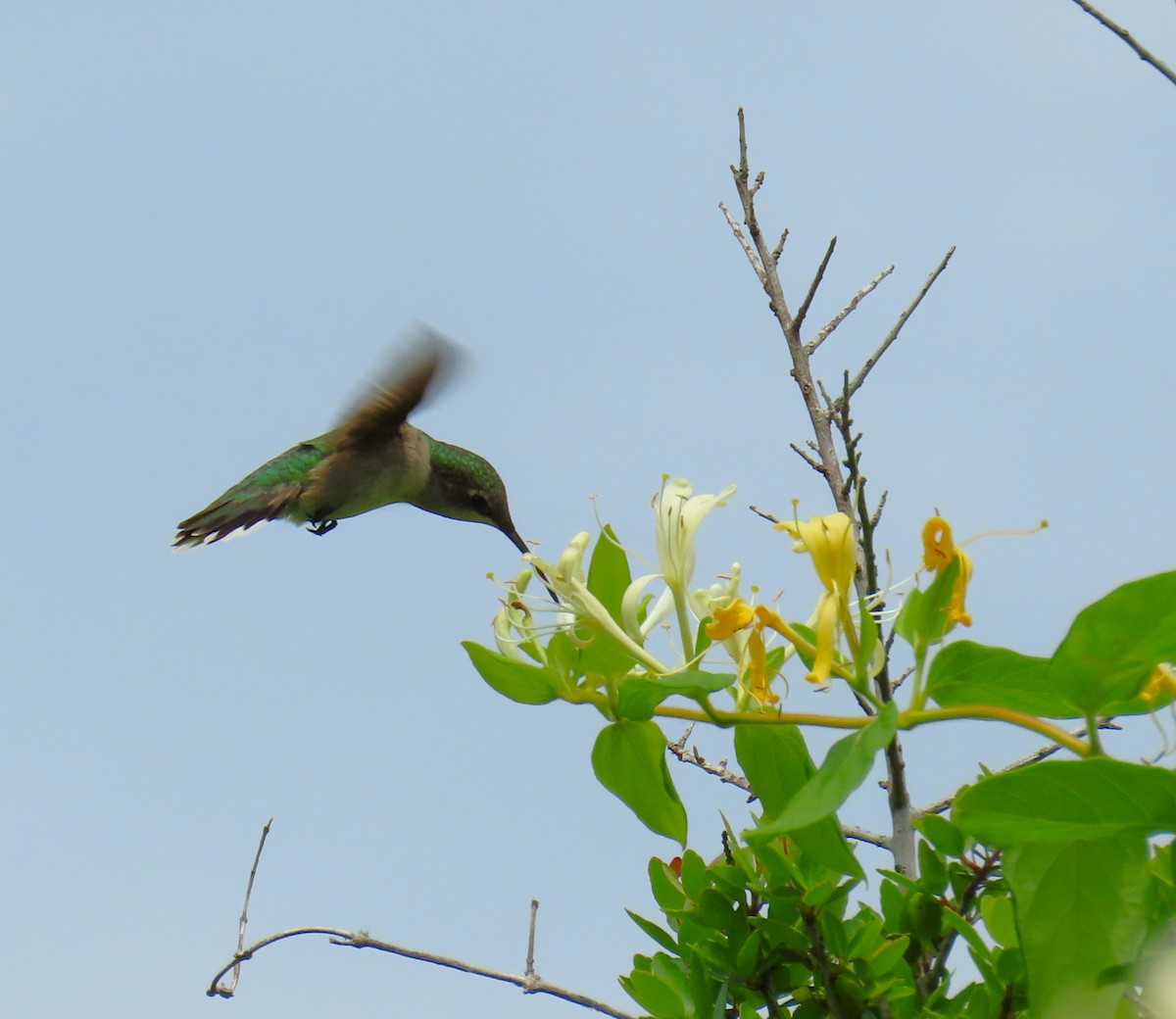 Колібрі рубіновогорлий - ML647580263