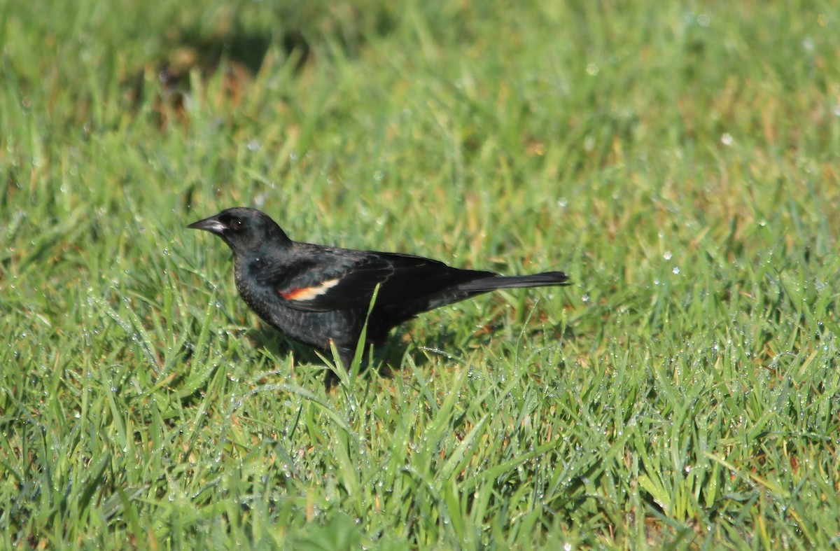 Tricolored Blackbird - ML647580276