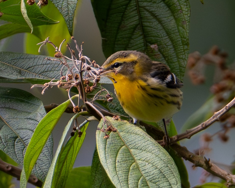 Blackburnian Warbler - ML647580293