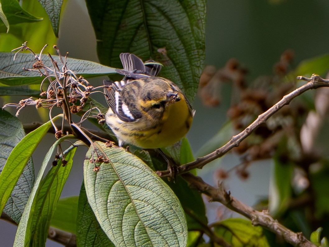 Blackburnian Warbler - ML647580304