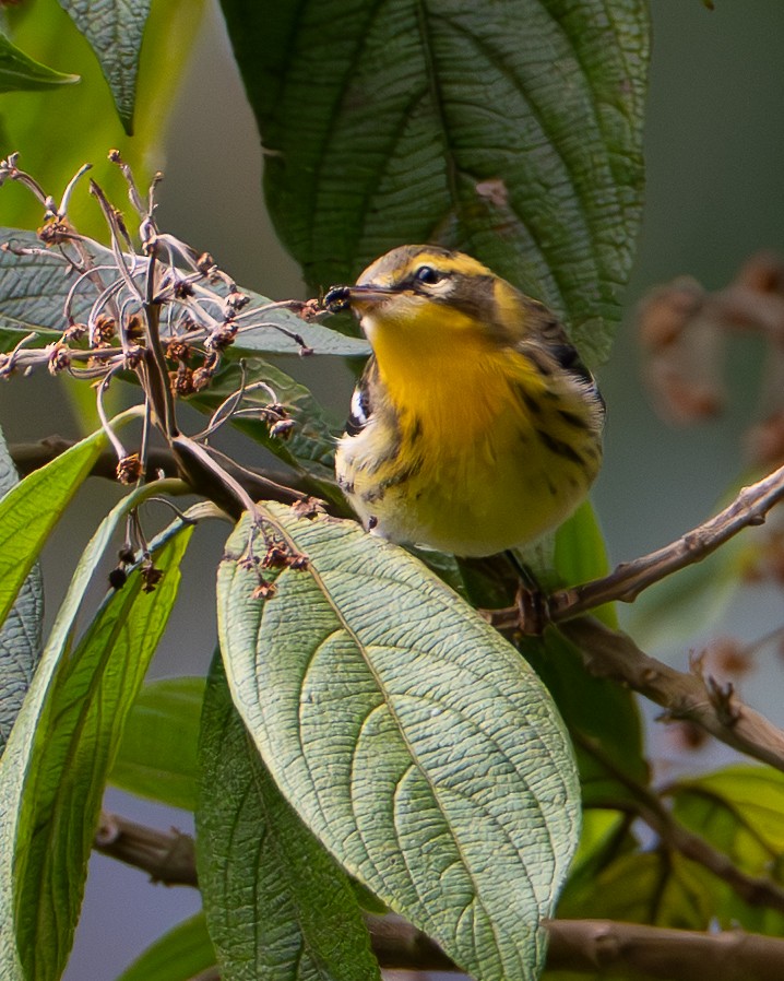 Blackburnian Warbler - ML647580307